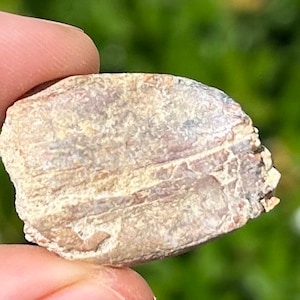 Rare Jurassic Sauropod Dinosaur Tooth Fossil Madagascar Isalo IIIb Formation