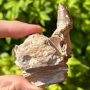 SUPERB Alabama Fossil Mosasaur Jaw with Two Teeth Cretaceous Age Dinosaur Tooth