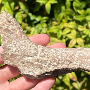 RARE Fossil Mosasaur Coronoid Jaw Alabama Dinosaur Bones Cretaceous Age