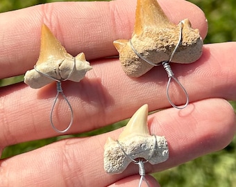 Morocco Fossil Sharks Teeth LOT OF 3 Wire Wrapped Shark Tooth Collection Moroccan Fossils Cretaceous Dinosaur Age Great for Necklaces