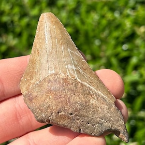 BIG Fossil Megalodon Sharks Tooth 2.8” Miocene Age South Carolina Shark Teeth