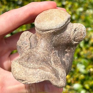 RARE Fossil Latoplatecarpus Mosasaur Vertebrae Dinosaur Bones Texas Ozan Formation Cretaceous Age