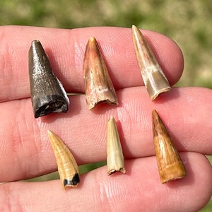 Rare California Fossil Reptile ? Teeth LOT Pliocene Age Paleontology East Bluff Fossils