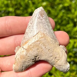 BIG Auriculatus sokolovi Sharks Tooth Fossil Dakhla Morocco Shark Teeth