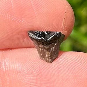 Leptoceratops Tooth Fossil Lance Formation Triceratops Relative Dinosaur Wyoming