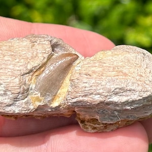 RARE Alabama Fossil Mosasaur Jaw with Unerupted Tooth Cretaceous Dinosaur Tooth