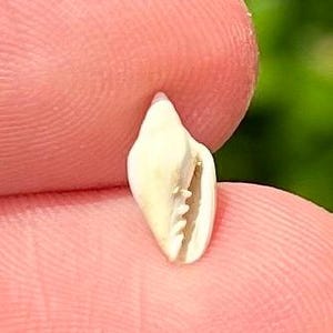 France Fossil Gastropod Marginella pentapycta Eocene Marginellidae French Shell
