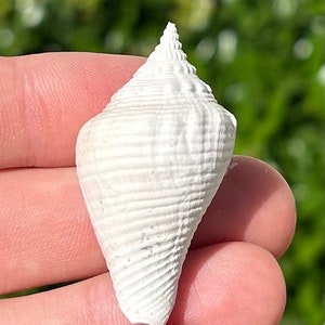 Florida Fossil Gastropod Strombus Conch Shell Pliocene Age Hillsborogh County