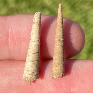Texas Fossil Gastropods Turritella nasuta Eocene Age Shells