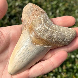 RARE Moroccan Megalodon Sharks Tooth Fossil 4.09” Dakhla Morocco Shark Teeth