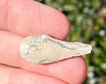 May include: A close-up of a small, gray, irregularly shaped piece of rock with a smooth, slightly textured surface.