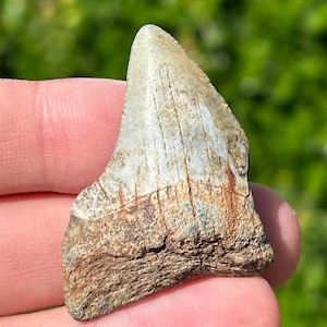 NICE Fossil Megalodon Sharks Tooth Miocene Age South Carolina Shark Teeth