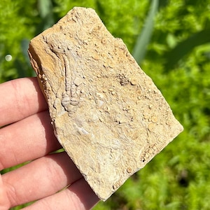 Alabama Fossil Crinoid Fossil in Matrix Oklahomacrinus alva Bangor Limestone Formation Mississippian Age Sea Fossils