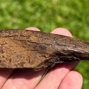 RARE Fossil Sloth Claw Megalonyx Jeffersonii Pleistocene Mammoth Age