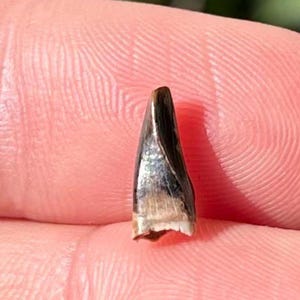 RARE Baby T Rex or Nanotyrannus Premax Dinosaur Tooth Theropod Hell Creek Fm