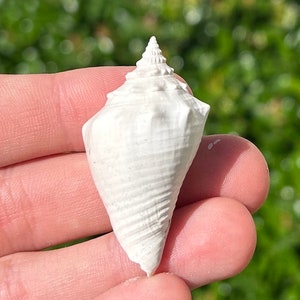 Florida Fossil Gastropod Strombus Conch Shell Pliocene Age Hillsborogh County