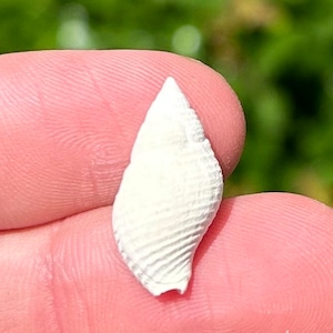 France Fossil Gastropod Tritonidea subandrei Eocene Age French Shell