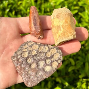 Kem Kem Fossil Crocodile Scute Tooth and Vertebrae LOT Morocco Reptile Croc