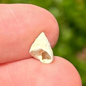 France Fossil Gastropod Jujubinus aquitanicus Miocene Age Trochidae Shell