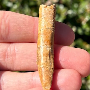 XL Rebbachisaurus Sauropod Dinosaur Tooth Fossil Kem Kem 2.1” Morocco Cretaceous