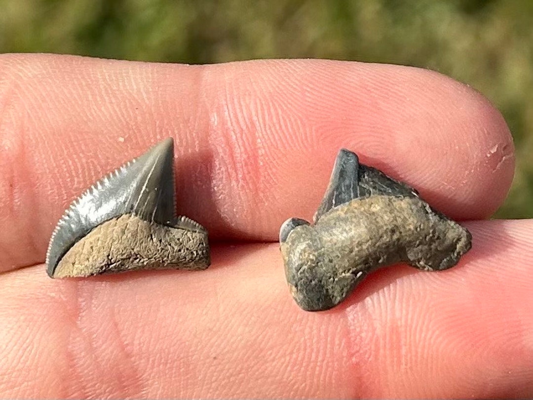 Mississippi Fossil Sharks Teeth LOT OF 2 Squalicorax Cretolamna