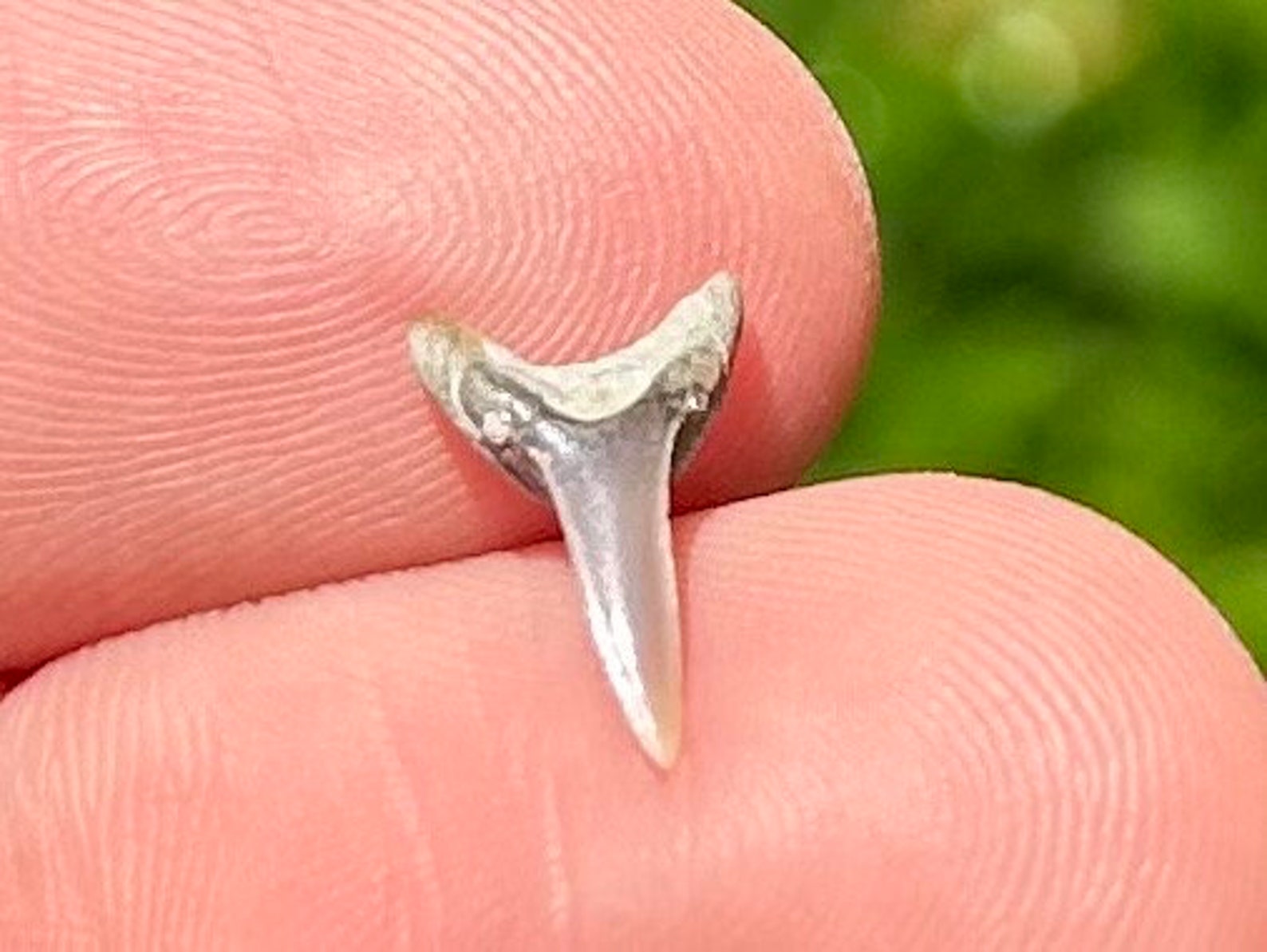 Arkansas Razorbacks Shark Tooth Arkansas Fossil Sharks Tooth Carcharias Sp. Cretaceous Arkadelphia ...