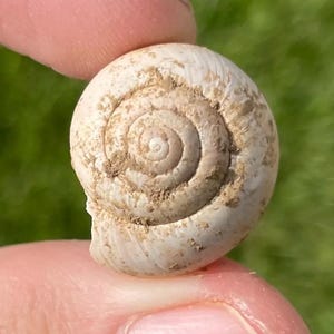 France Fossil Gastropod Helix turonensis Miocene Age Shell