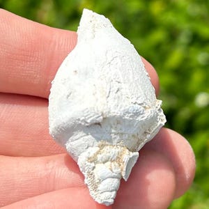 Florida Fossil Gastropod Orthaulax hernandoensis 1.65” Oligocene Age Suwannee Formation
