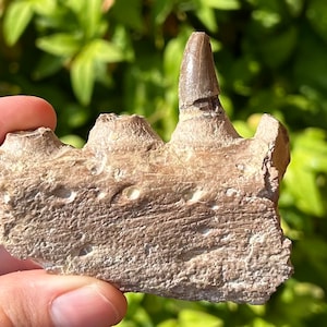 SUPERB Alabama Fossil Mosasaur Jaw with Two Teeth Cretaceous Age Dinosaur Tooth