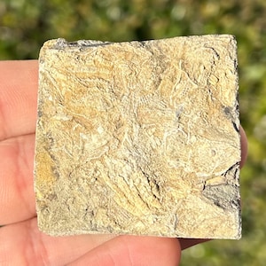Alabama Fossil Crinoid in Matrix Mississippian Age Bangor Limestone Formation