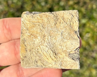 May include: A close-up of a light brown fossilized rock with a detailed pattern of lines and swirls.
