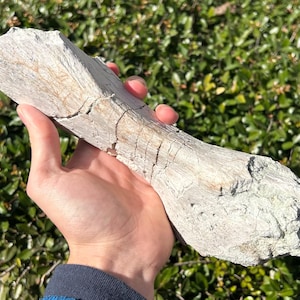 RARE Sauropod Dinosaur Metatarsal Boulemane Morocco Jurassic Dinosaur Bones