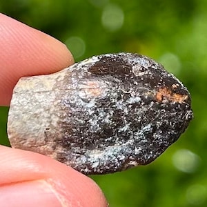 Rare Jurassic Sauropod Dinosaur Tooth Fossil Madagascar Isalo IIIb Formation
