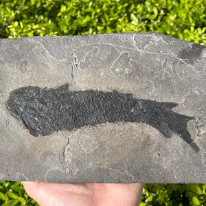 May include: A fossilized fish impression in a rectangular stone. The fish is dark gray, with visible details of its body and fins. The stone is a lighter gray with natural cracks and imperfections, set against a green background.