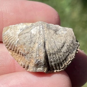May include: A fossilized shell fragment, held between fingers, showcasing a detailed, ribbed pattern. The stone is a mix of gray and tan hues, with a rough, textured surface. The fossil's shape suggests a marine origin.