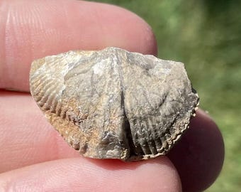 May include: A fossilized shell fragment, held between fingers, showcasing a detailed, ribbed pattern. The stone is a mix of gray and tan hues, with a rough, textured surface. The fossil's shape suggests a marine origin.