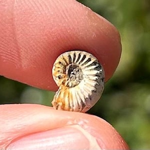 Germany Fossil Ammonite Pleuroceras sp. Jurassic Age German