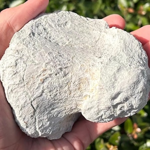 RARE Sauropod Dinosaur Toe Boulemane Morocco Jurassic Age Dinosaur Bones