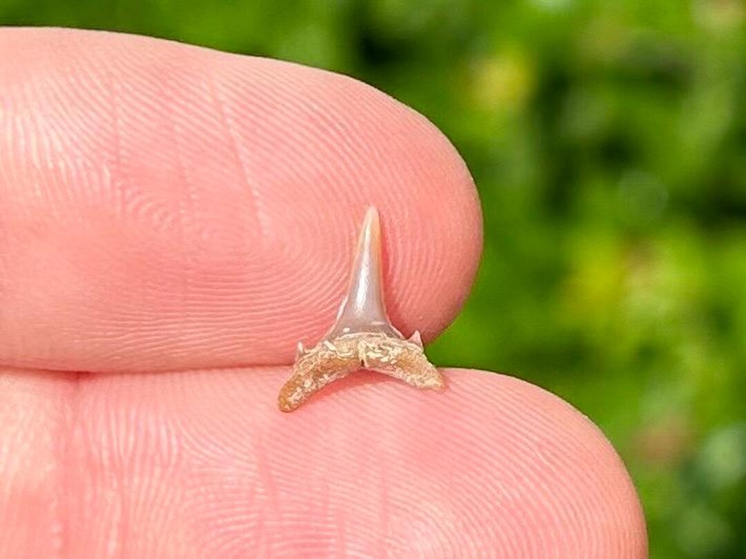 Arkansas Razorbacks Shark Tooth Arkansas Fossil Sharks Tooth Carcharias Sp. Cretaceous Arkadelphia ...