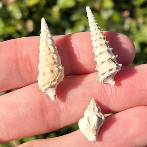 Eocene Gastropod Fossils Lot of 3 France Shells Collection