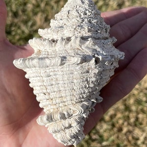 Florida Fossil Gastropod Hystrivasum sp. BIG 4.1” Pliocene Age Shell