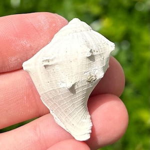 California Fossil Gastropod Trophosycon kerniana Miocene Olcese Sand Fm Shell
