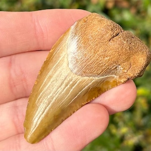 RARE LOCALITY Auriculatus Fossil Sharks Tooth Togo Africa Megalodon Ancestor