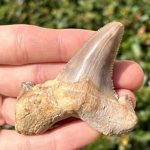 BIG Auriculatus sokolovi Sharks Tooth Fossil Dakhla Morocco Shark Teeth