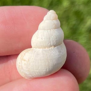 Spain Fossil Gastropod Tudorella mauritanica Pleistocene Age Shell
