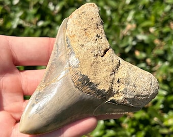 Indonesia Megalodon Tooth Fossil HUGE 4.05” Indonesian Shark Teeth Serrated