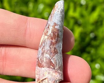 BIG Fossil Phytosaur Tooth 1.75” Redondasaurus Triassic Dinosaur New Mexico