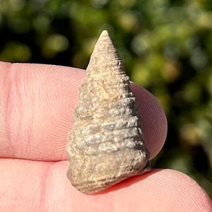 Austria Fossil Gastropod Glauconia brevissima Early Cretaceous Age Shell