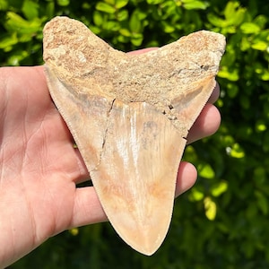 Indonesian Megalodon Sharks Tooth HUGE 4.75” Fossil Serrated Megladon Indonesia