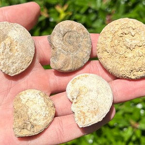 France Fossil Ammonites LOT OF 5 NICE Middle Jurassic Age French Fossils